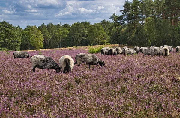 Heath Bloom Lneburg Heath Bispingen — Stock Photo, Image