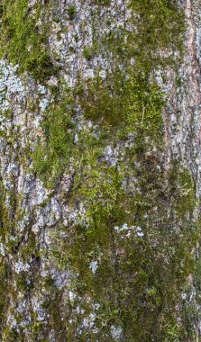 ağaç gövdesi üzerinde yeşil yosun