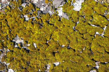 Çakıl arka plan üzerinde yeşil-kahverengi yosun