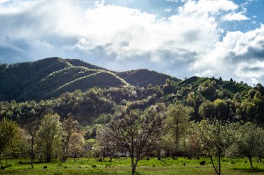 Yeşil çimenler, tepeler ve ağaçlar, bulutlu gökyüzü ile göz alıcı manzara 