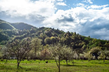 Yeşil çimenler, tepeler ve ağaçlar, güneşli hava, bulutlu gökyüzü ile göz alıcı manzara