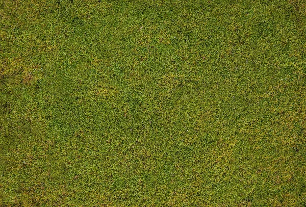 Green Brown Moss Background — Stock Photo, Image