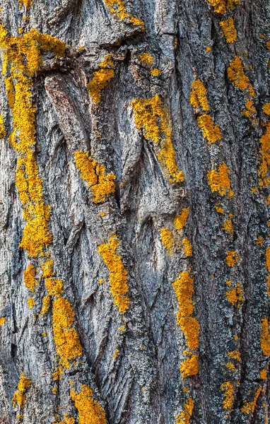 Κίτρινα Βρύα Στον Κορμό Του Δέντρου Φόντο — Φωτογραφία Αρχείου