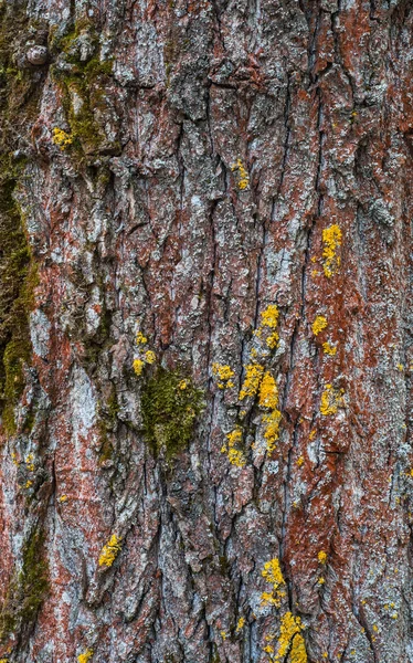 Green Red Yellow Moss Pine Tree Trunk — Stock Photo, Image
