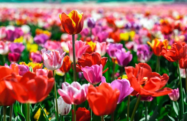 Háttere Sok Színű Tulipán Területén Tavasszal Homályos Háttér — Stock Fotó