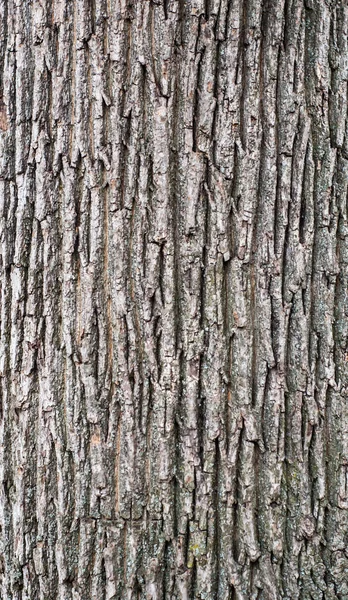 Struktura Dřevěného Kmene Dubového Dřeva Kůrou Makro — Stock fotografie