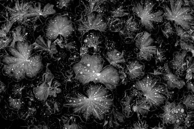 Yaprak desenlerinin tek renkli arkaplanı. Bahçeye yağmur düştükten sonra su damlaları. Üst manzara, siyah izole edilmiş.