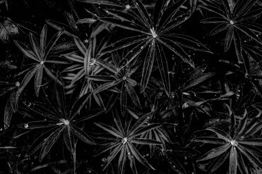 Bahçede yağmurdan sonra su damlaları ile monokrom yapraklar arka plan deseni, üst görünümü, siyah izole