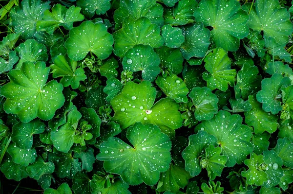 Water drops on a green plant Alchemilla (lady\'s mantle) big shrub after rain in the garden, top view