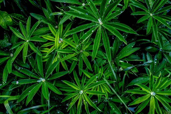 Water Druppels Een Groene Plant Lupinus Regen Tuin Bovenaanzicht Donkere — Stockfoto