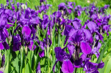 Menekşe çiçekleri ve yeşil