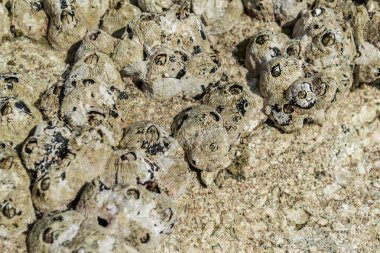 Kayalık zeminde sarı meşe palamudu, yakın plan.