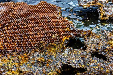 Siyah arka plan üzerinde sarı bal tarak çerçeve ile natürmort