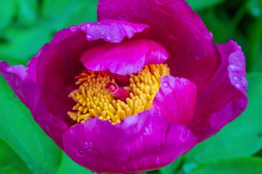 Yeşil backgr bahçede tek pembe pionia çiçek yakın çekim