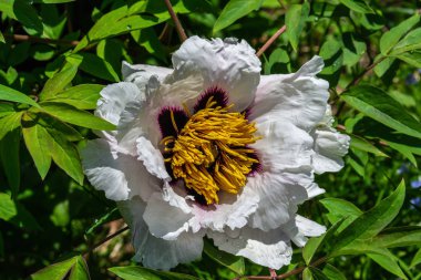 Yeşil backg üzerinde bahçede tek beyaz pionia çiçek yakın çekim