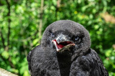 Siyah genç Kale kuş (Corvus frugilegus) mavi gözlü ve op