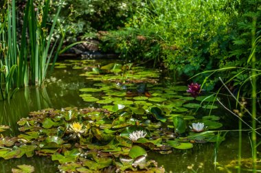 Beyaz ve kırmızı nemfoman ya da sulu çiçekler ve yeşil yapraklar w