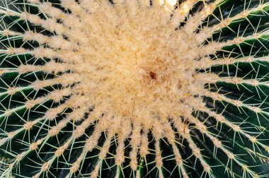 Büyük yeşil küresel kaktüs sarı sivri ile yakın