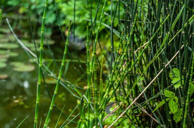 Equisetum hyemale yeşil kaynaklanıyor, th yakın genç bambu gibi bakıyor