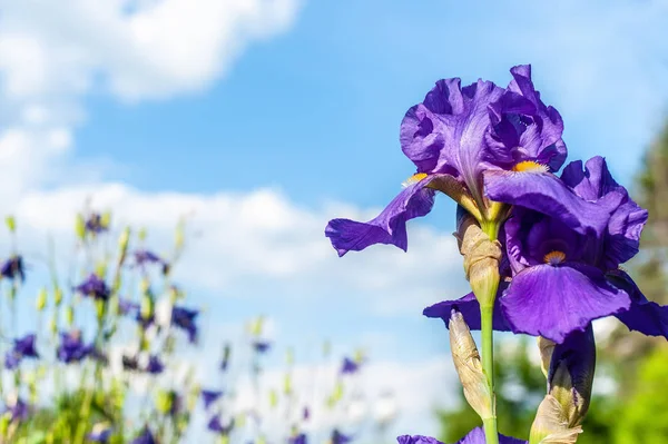 Sola flor de iris púrpura sobre fondo azul borroso cielo y smal — Foto de Stock