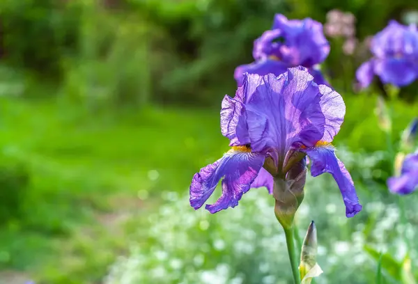 Flor de iris de primer plano afilada púrpura única en el jardín verde borroso b — Foto de Stock