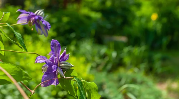 Dos flores de clematis púrpura primer plano en el jardín verde borroso backg — Foto de Stock