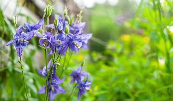 "pequeña campana "azul Aquilegia flores agudo primer plano en gris borroso — Foto de Stock