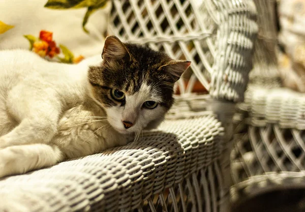 Gato bonito e cinza coloca no sofá de vime do jardim branco com colorido — Fotografia de Stock