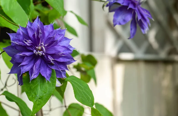 2 hermosas flores clematis azul-violeta en flor borrosa whi — Foto de Stock