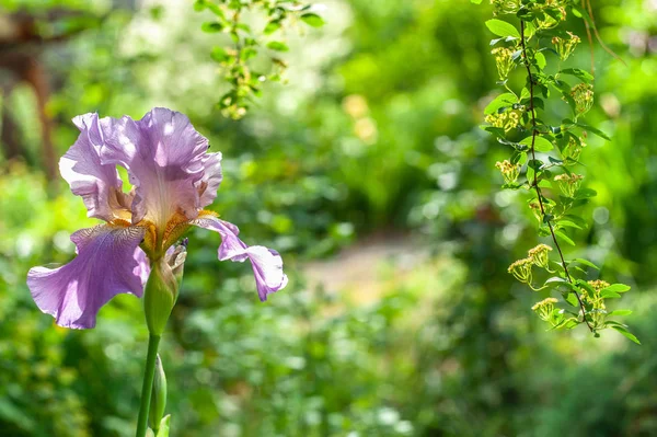 1 hermosa flor de iris rosa agudo primer plano en la borrosa verde garde — Foto de Stock