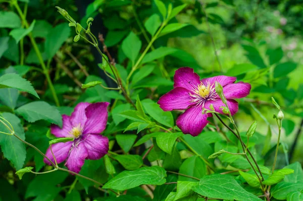 2 розовых цветка клематис крупным планом на расплывчатом зеленом саду backgrou — стоковое фото