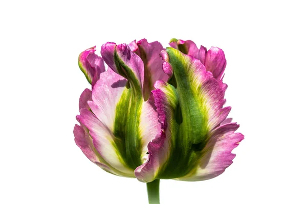 Una variopinta cabeza tulipa roja-verde-blanca (Tulipán de onda verde — Foto de Stock