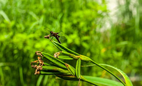 Gran libélula oscura aguda de cerca atrapada sentada en el agua iris sp — Foto de Stock