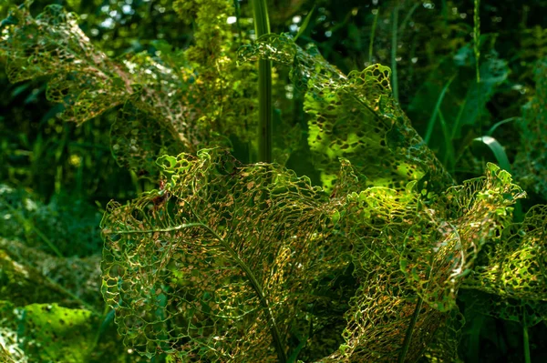 Едва уничтоженные насекомыми перфорированные листья, застреленные вблизи в wi — стоковое фото
