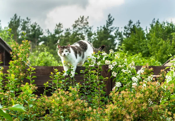 Söt och grå katt stannar på brunt staket, omgiven av växter en — Stockfoto