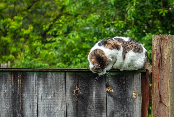 Cute i szary kot pozostaje na ciemnym szarym starym ogrodzeniu i patrzeć w dół — Zdjęcie stockowe