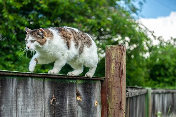 Söt och grå katt krypande upp på mörkt grått gammalt staket, på grön — Stockfoto