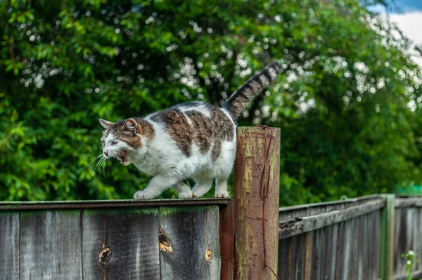 Gato bonito e cinza com boca aberta lamber-se enquanto rastejando para cima — Fotografia de Stock