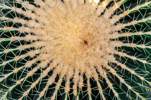 Cactus sphérique vert énorme gros plan avec des pointes jaunes — Photo