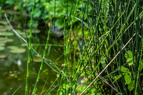 Equisetum hyemale yeşil kaynaklanıyor, th yakın genç bambu gibi bakıyor