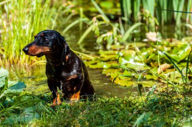 Siyah ıslak dachshund köpek su lil ile gölet çıkıyor