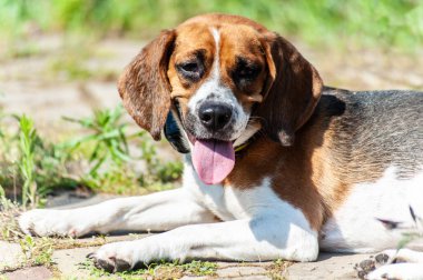 altın beagle gibi görünen bir yorgun mutlu av köpeği b yatıyor