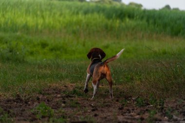 Bir güçlü kahverengi veya altın beagle köpek alanında dışında kalır