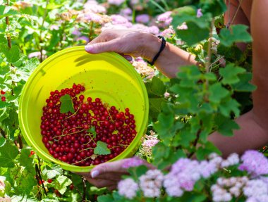 Orta yaşlı kadının elleri kırmızı kuş üzümü ile yeşil bir kase tutan