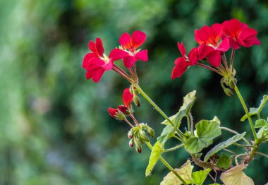 Kırmızı sardunya veya pelargonium çiçek yakın çekim yeşil süper bulanık