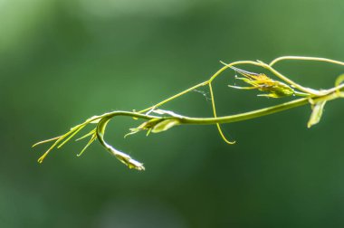 Yumuşak yeşil sprig veya havada asma, bulanık yeşil ba yakın