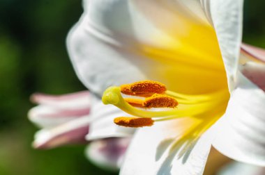 Polen yeşil bulanık beyaz Lilly çiçek yakın çekim stamens 