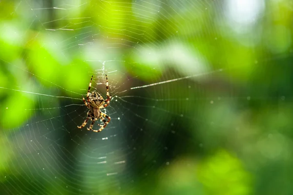 Una espeluznante araña grande de cerca o macro y la web en gree borrosa — Foto de Stock