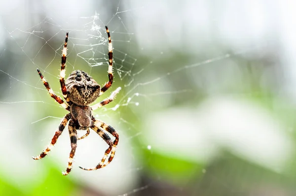 Una espeluznante araña grande de cerca o macro y la web en gree borrosa — Foto de Stock