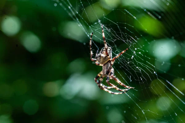 Una espeluznante araña grande de cerca o macro y la web en gree borrosa — Foto de Stock